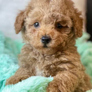 puppies for sale in boca raton