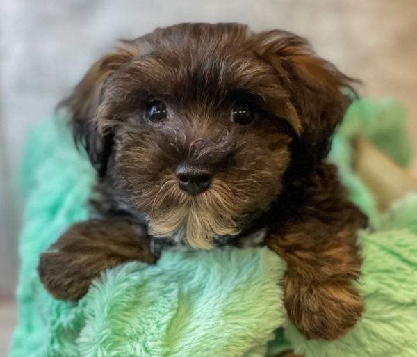 puppies for sale in boca raton