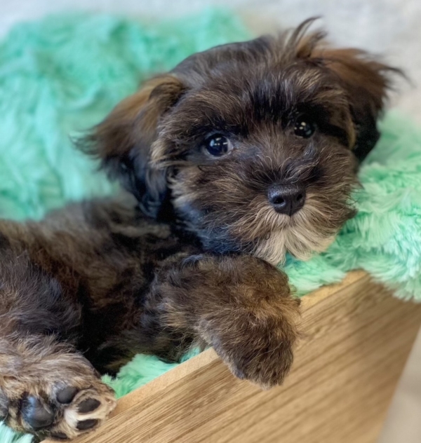 puppies for sale in boca raton