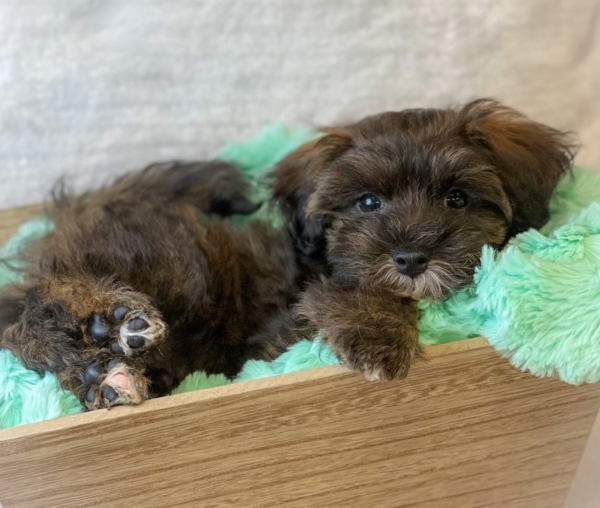 puppies for sale in boca raton