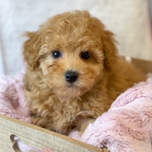 puppies for sale in boca raton