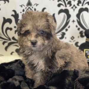 puppies for sale in boca raton