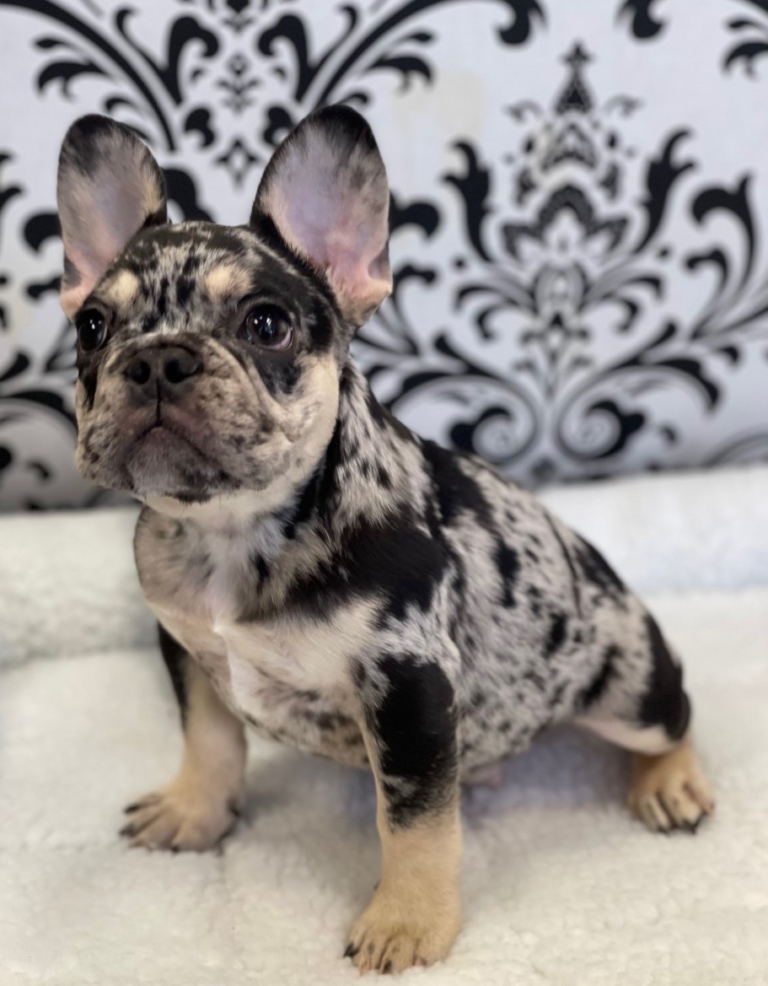 Winston (French Bulldog) | Love My Puppy Boca Raton