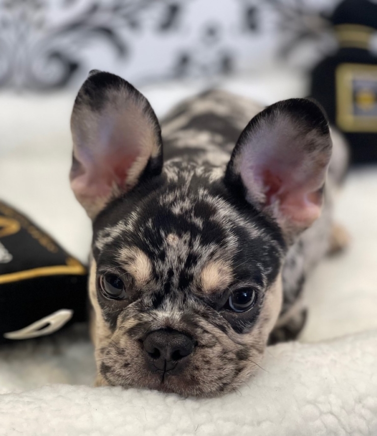 Winston (French Bulldog) | Love My Puppy Boca Raton