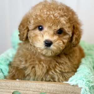 puppies for sale in boca raton