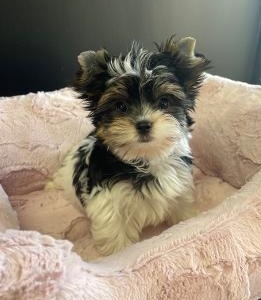 Hazel (Parti Yorkie)