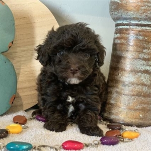 puppies for sale in boca raton