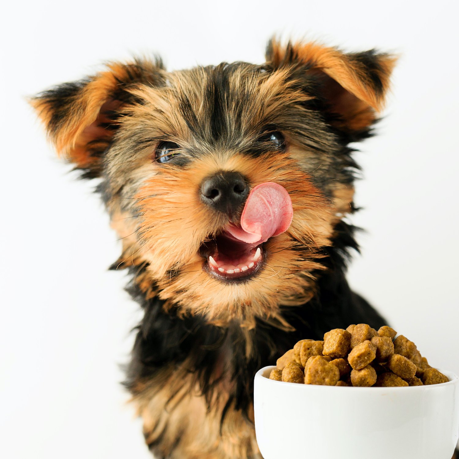 Should Puppies Eat Adult Dog Food