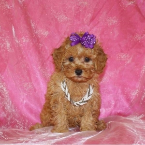 puppies for sale in boca raton