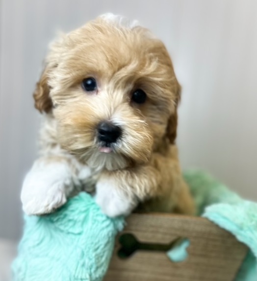 puppies for sale in boca raton