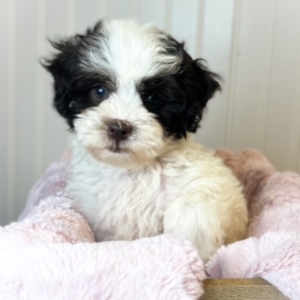 puppies for sale in boca raton