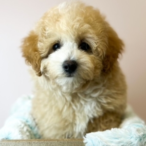 puppies for sale in boca raton