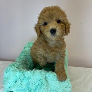 puppies for sale in boca raton