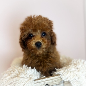 puppies for sale in boca raton