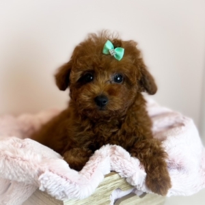 puppies for sale in boca raton