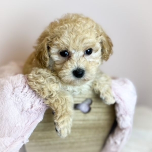 puppies for sale in boca raton