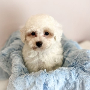 puppies for sale in boca raton