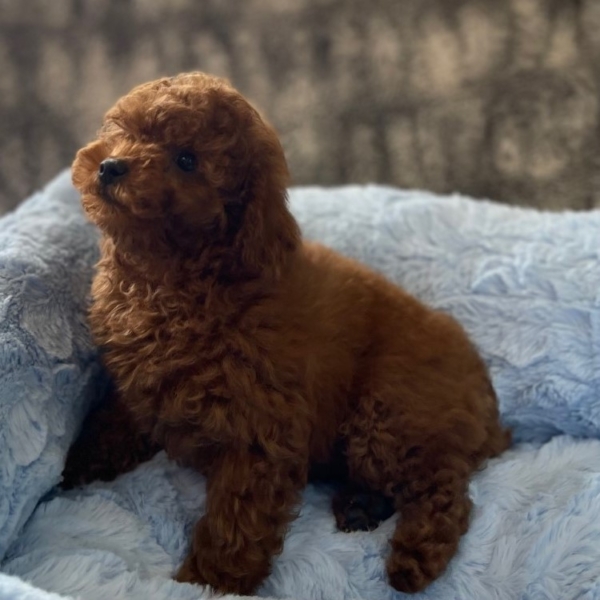 puppies for sale in boca raton