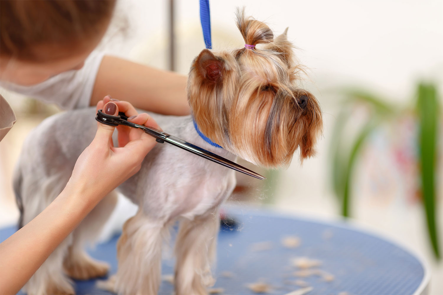 5 Reasons Professional Dog Groomer Is Better Than DIY