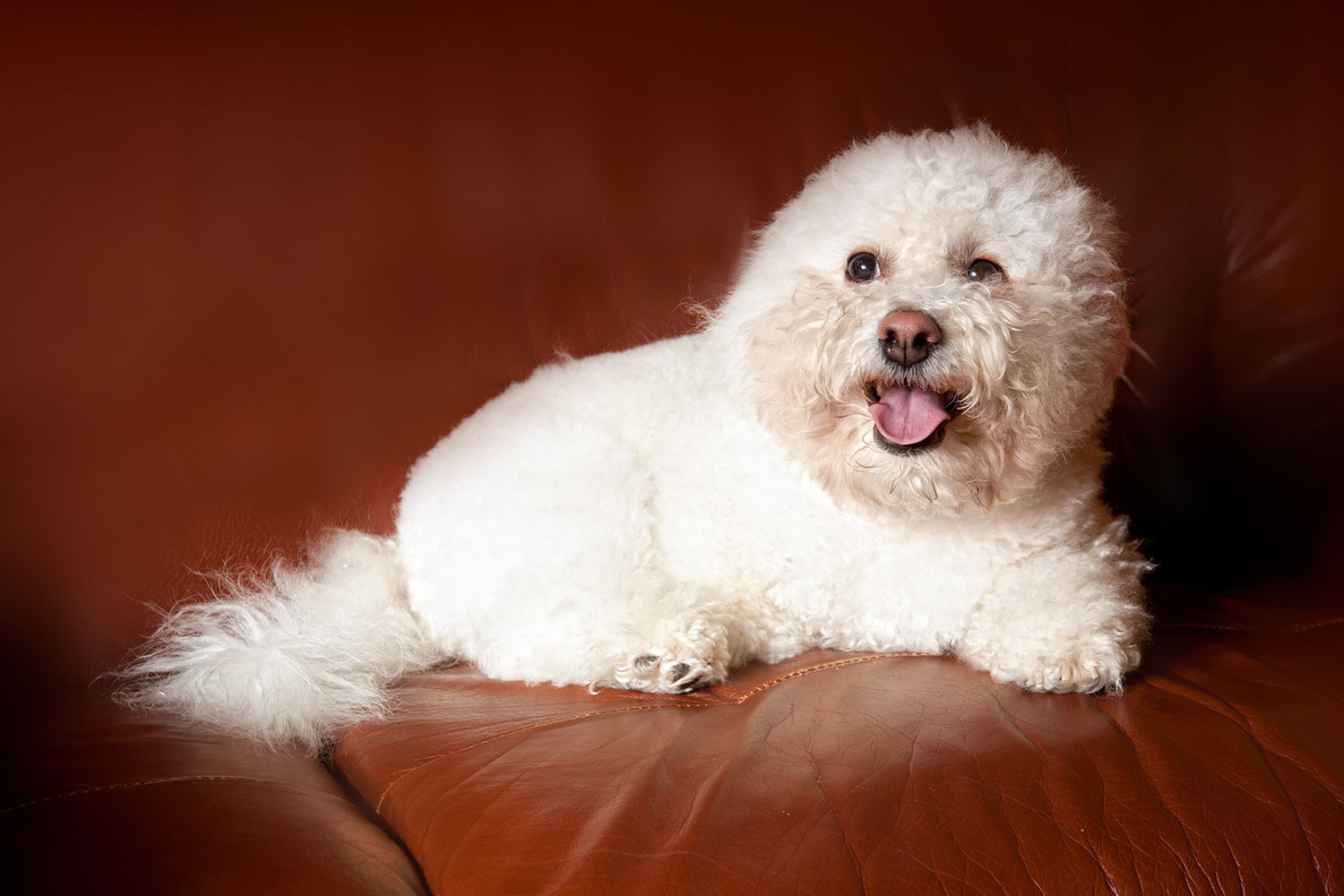 A Guide To Hypoallergenic Puppies What You Should Know