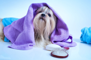 puppies for sale in boca raton