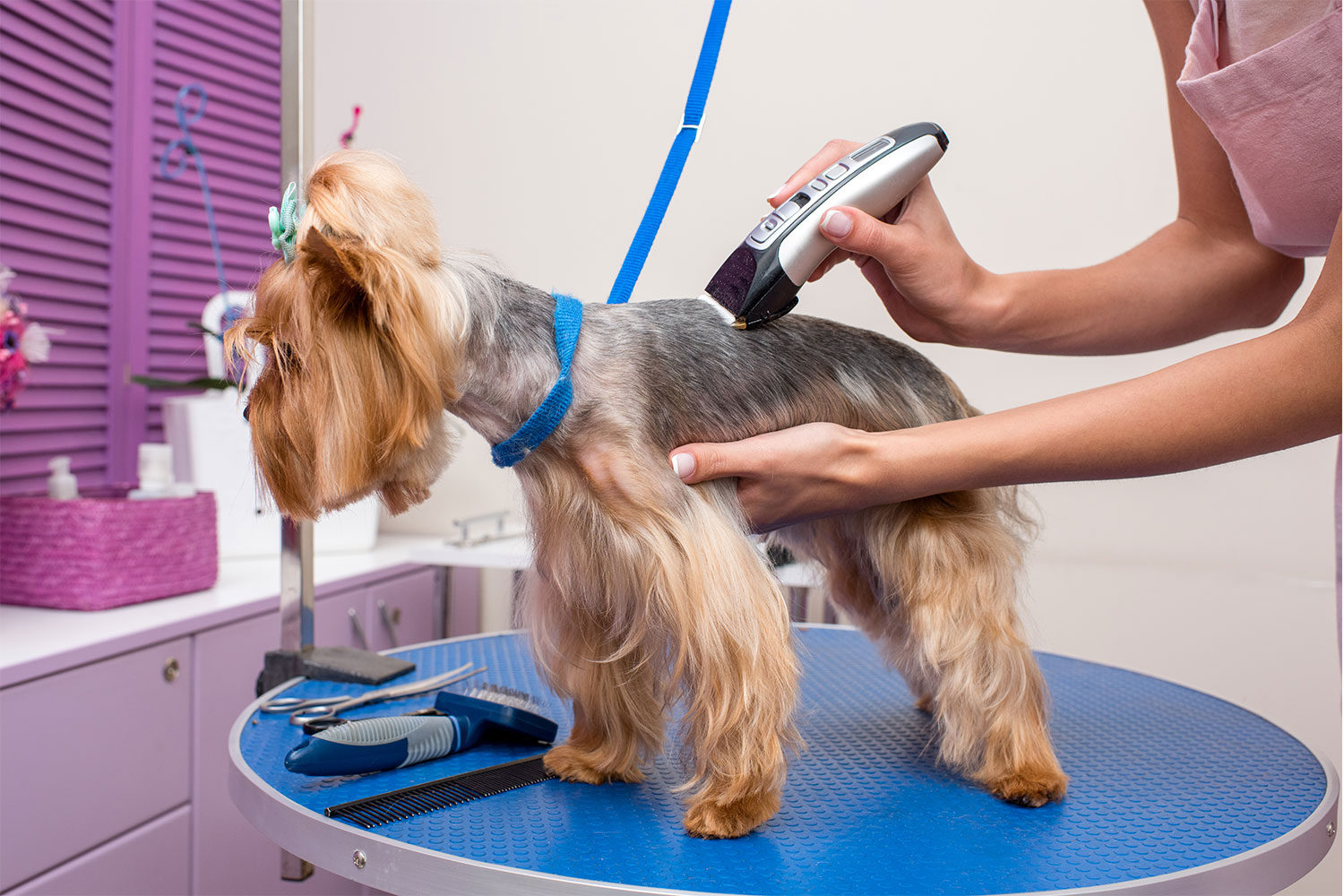 How Often Should Your Puppy Be Groomed