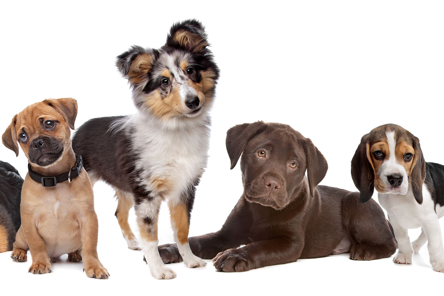 How To Choose A Dog Breed 5 Questions To Ask Yourself