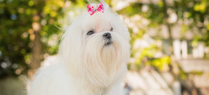 puppies for sale in boca raton