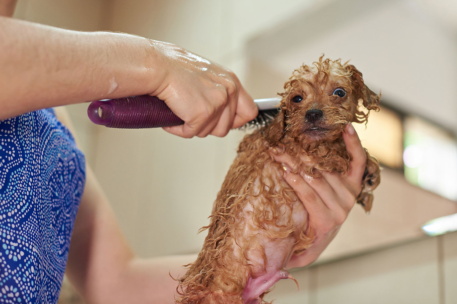 Knowing When To Start Grooming Your Puppy