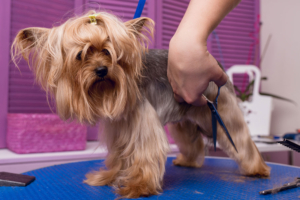 puppies for sale in boca raton