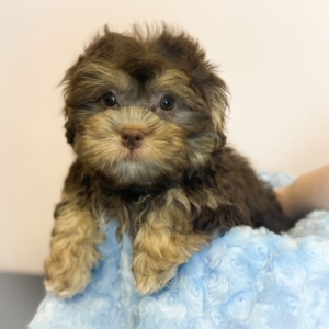 puppies for sale in boca raton