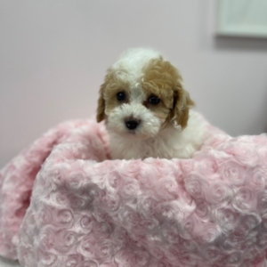 puppies for sale in boca raton