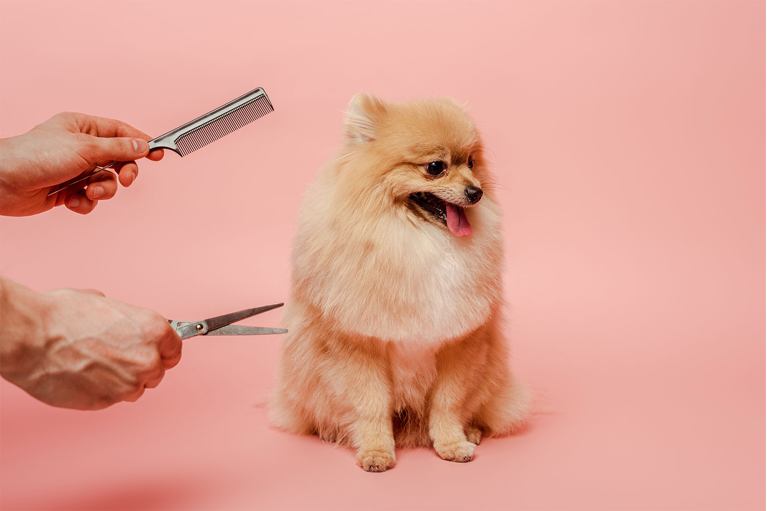Tips For Choosing The Best Puppy Groomer