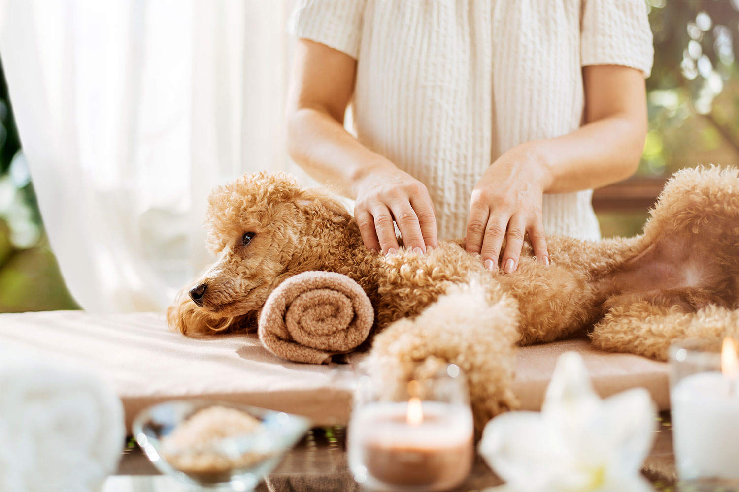 Tips On How To Reduce Dog Grooming Stress
