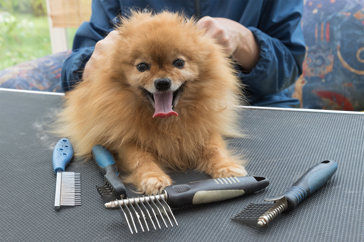 Which Type Of Grooming Does Your Puppy Need