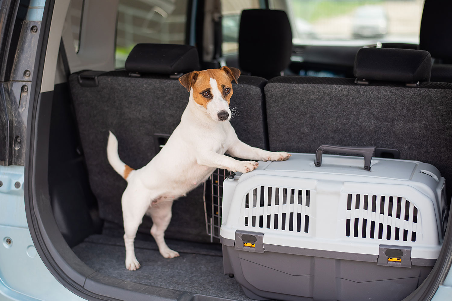 7 Reasons Why A Puppy Carrier Is Important