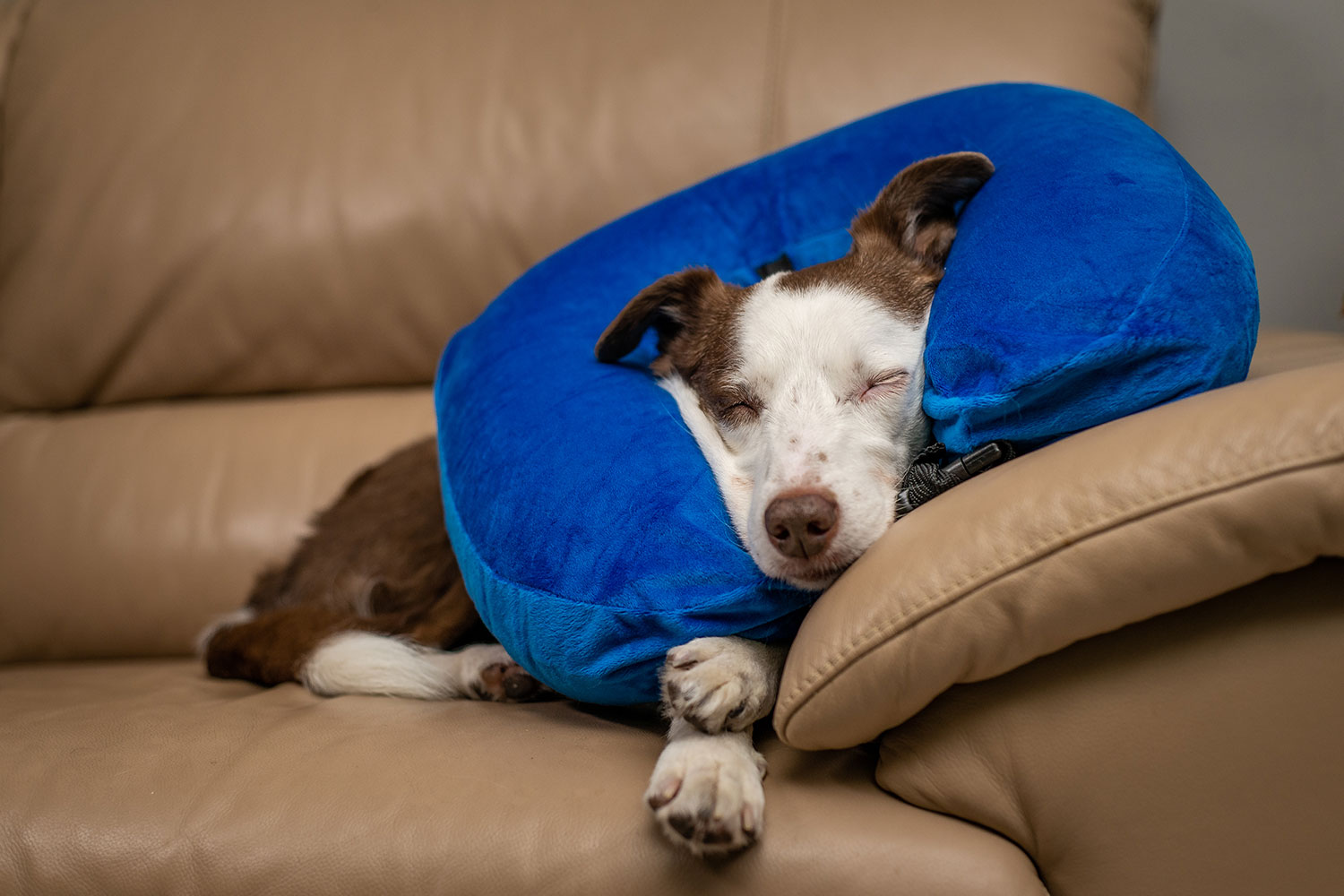 Can My Dog Sleep With An Inflatable Collar