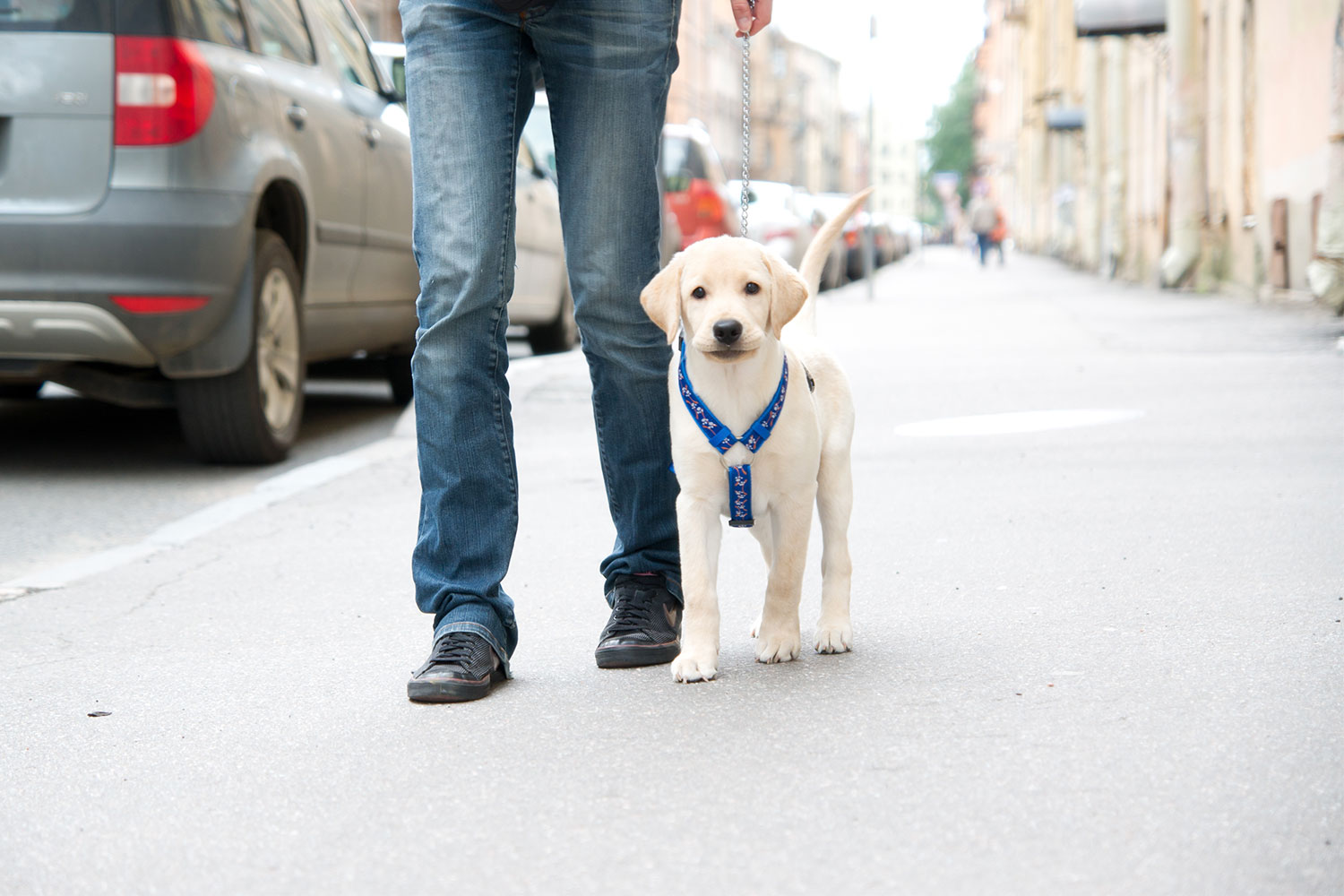 How To Find The Best Puppy Harness