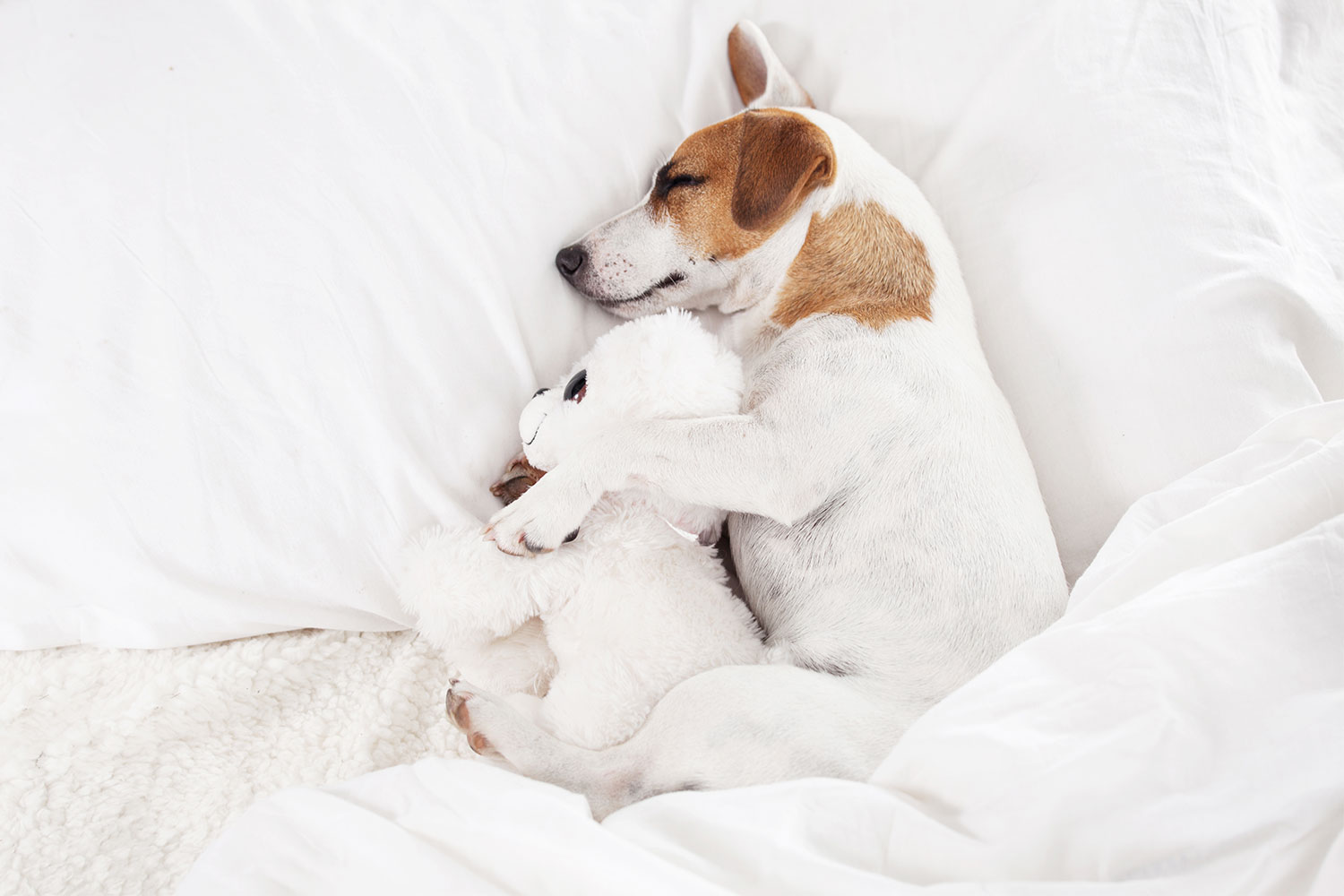 How To Teach Your Puppy To Sleep In Bed