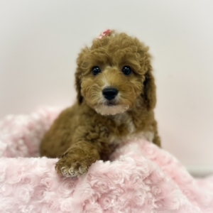 puppies for sale in boca raton