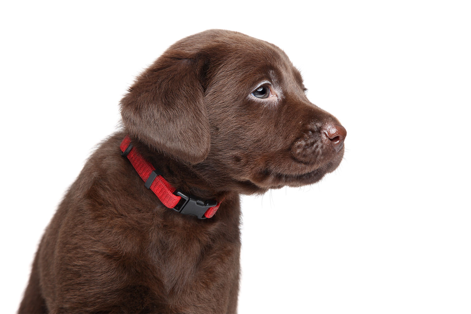Tips On Training Your Puppy To Wear A Collar