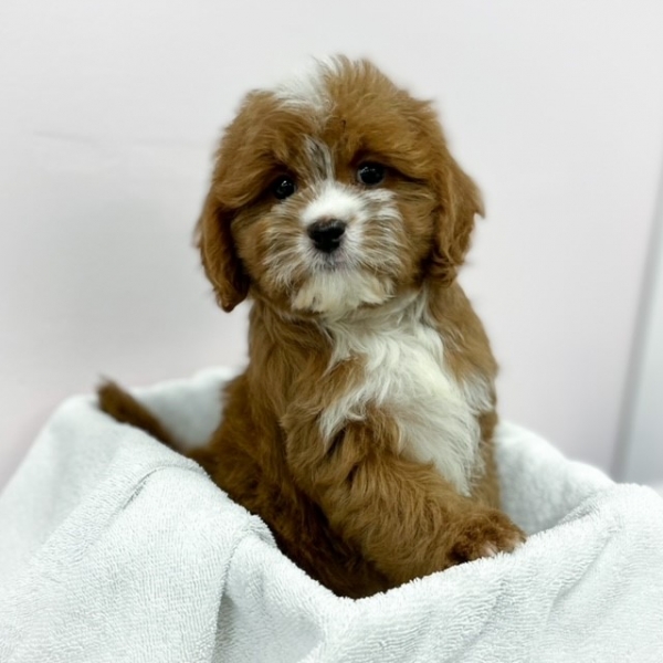 puppies for sale in boca raton