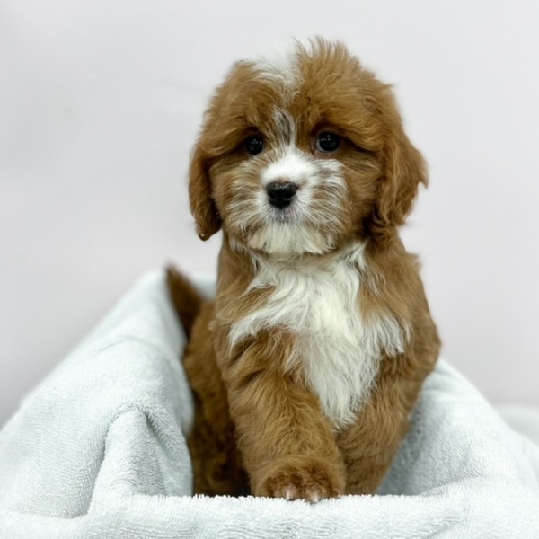 puppies for sale in boca raton