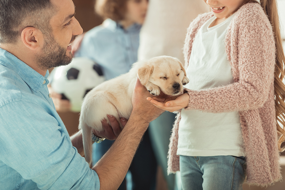 puppies for sale in boca raton