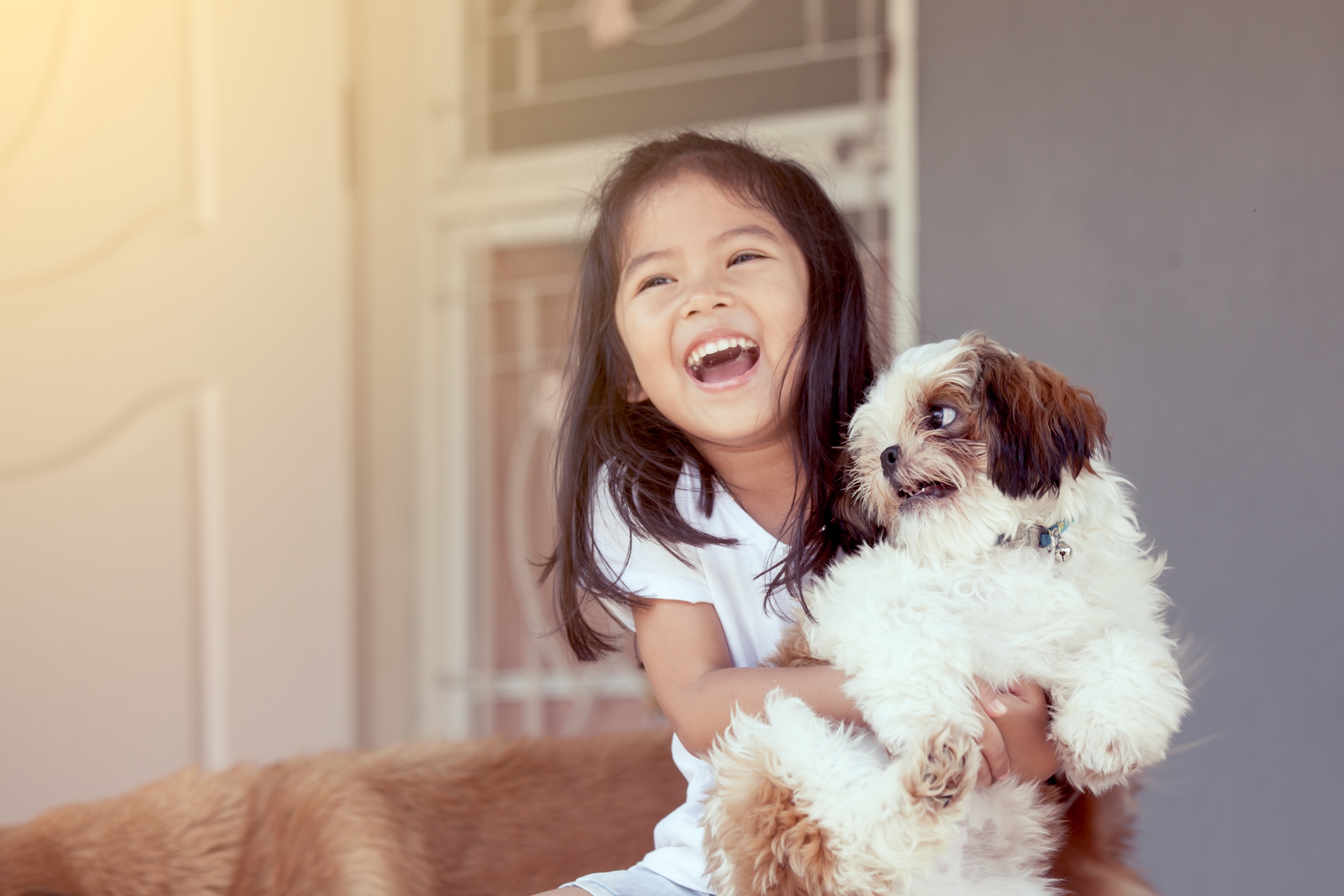 puppies for sale in boca raton