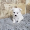 Maya (Maltese) Still With Mommy