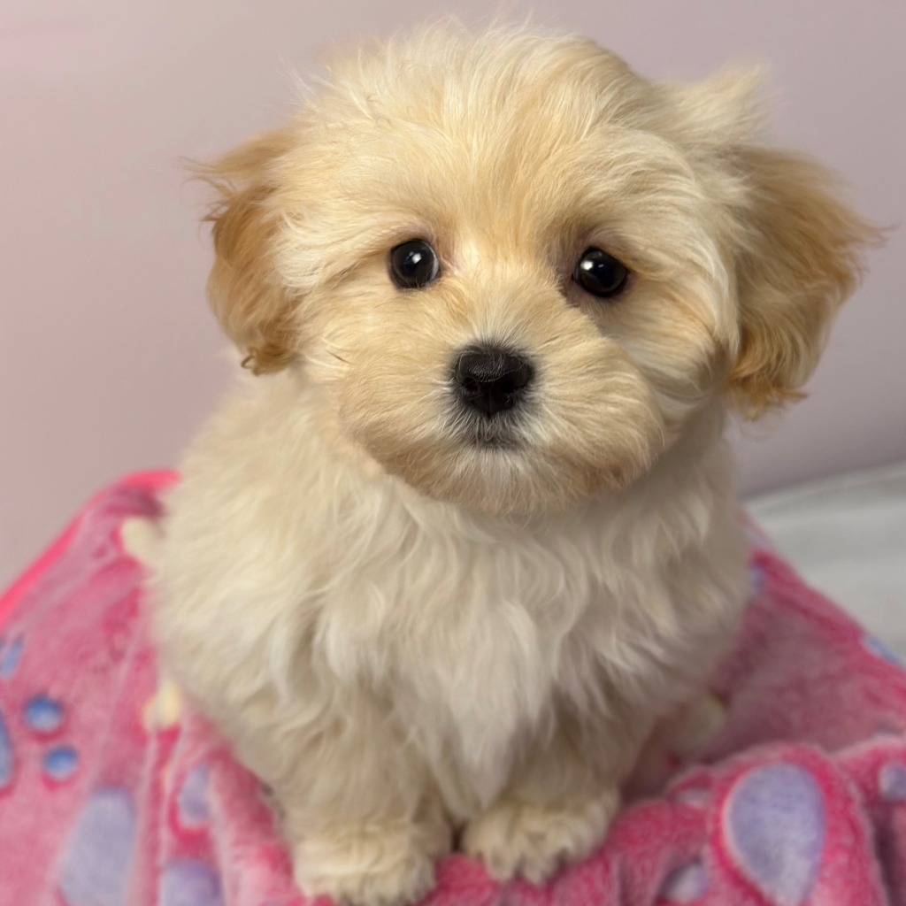 Homepage Puppies For Sale Malti-poo Puppies For Sale Love (maltipoo)