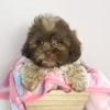Jelly (Shih-Tzu)