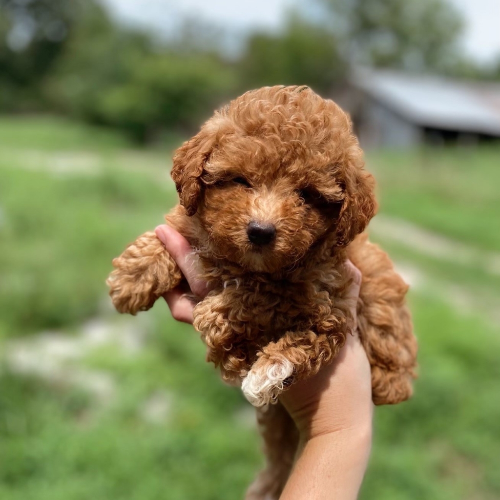 Kale (Teacup Poodle) Love My Puppy Boca Raton