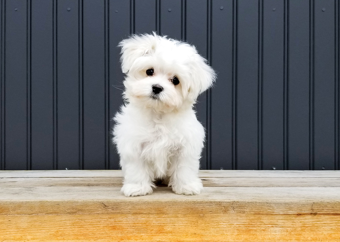 10 interesting puppy facts